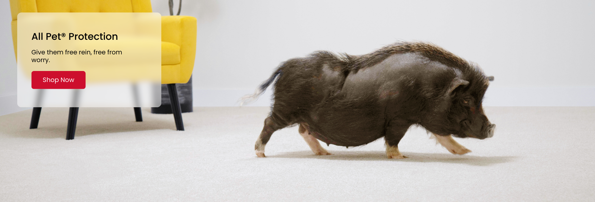 Mohawk PETPremier Carpet Promotion